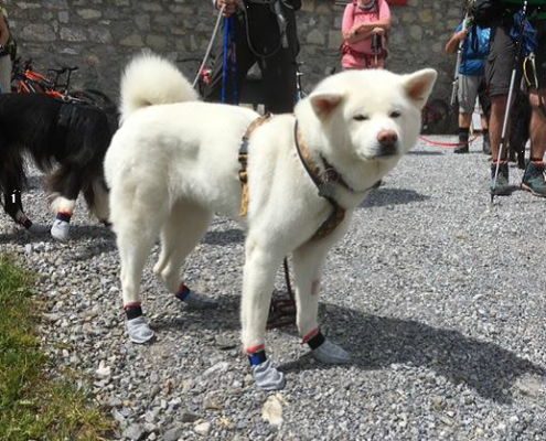 Alpenüberquerung mit Hund