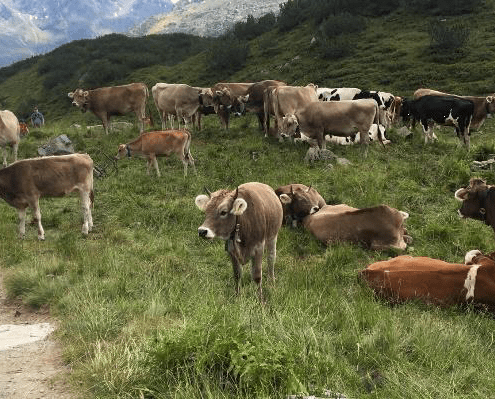 Alpenüberquerung mit Hund