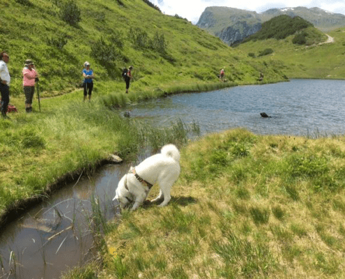 Alpenüberquerung mit Hund