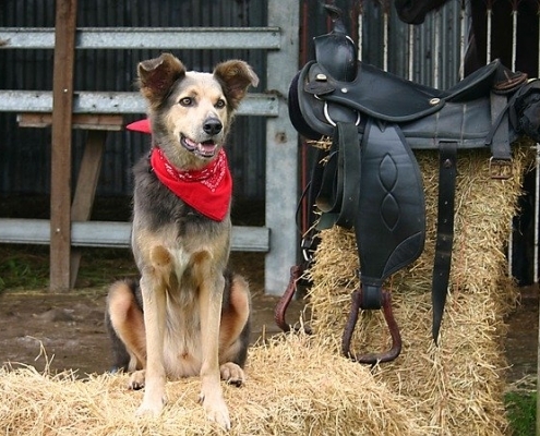 4Pfoten-Urlaub – Bauernhofurlaub mit Hund