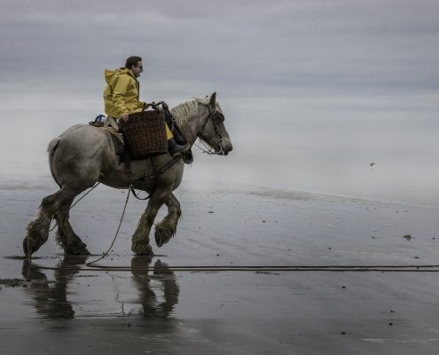 4Pfoten-Urlaub Strandurlaub mit Hund in Belgien