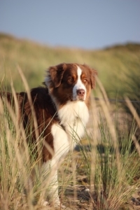 4Pfoten-Urlaub – Insiderreisetipps für Urlauber mit Hund