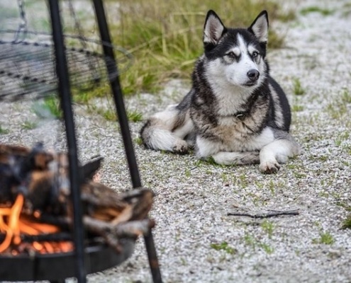 4Pfoten-Urlaub – Campingurlaub mit Hund