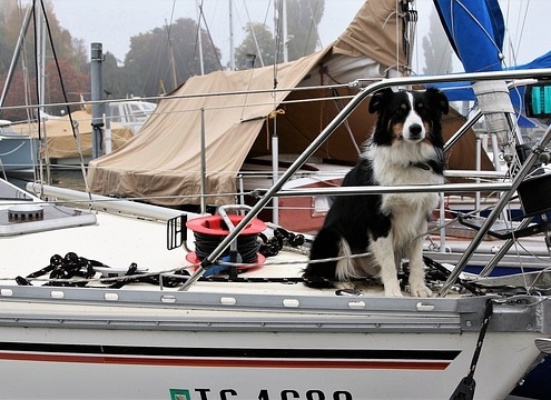 4Pfoten-Urlaub – Urlaub mit Hund auf dem Hausboot