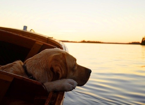 4Pfoten-Urlaub Bootsurlaub mit Hund 