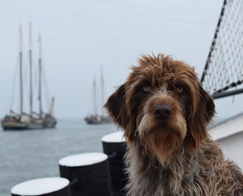 4Pfoten-Urlaub Seereise mit Hund