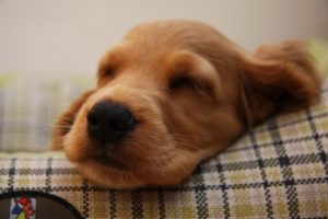 4Pfoten Urlaub Hund12 1