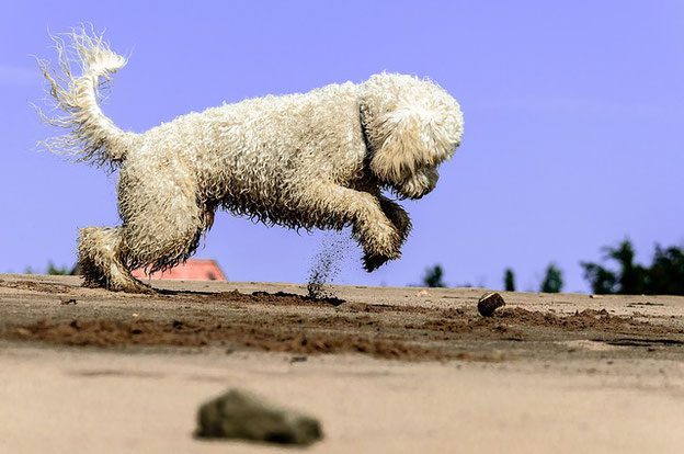 4Pfoten-Urlaub Dummy Training mit Hund im Urlaub