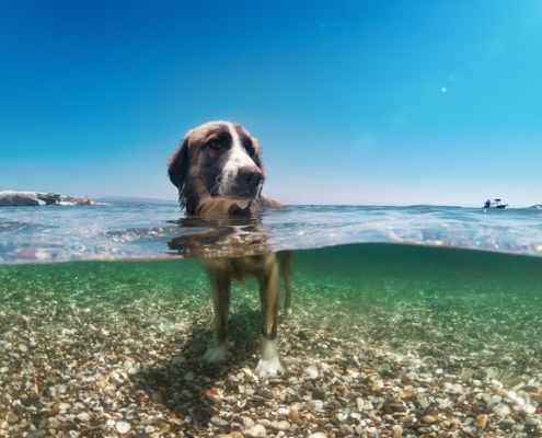 4Pfoten-Urlaub Wassergewöhnung für Hunde