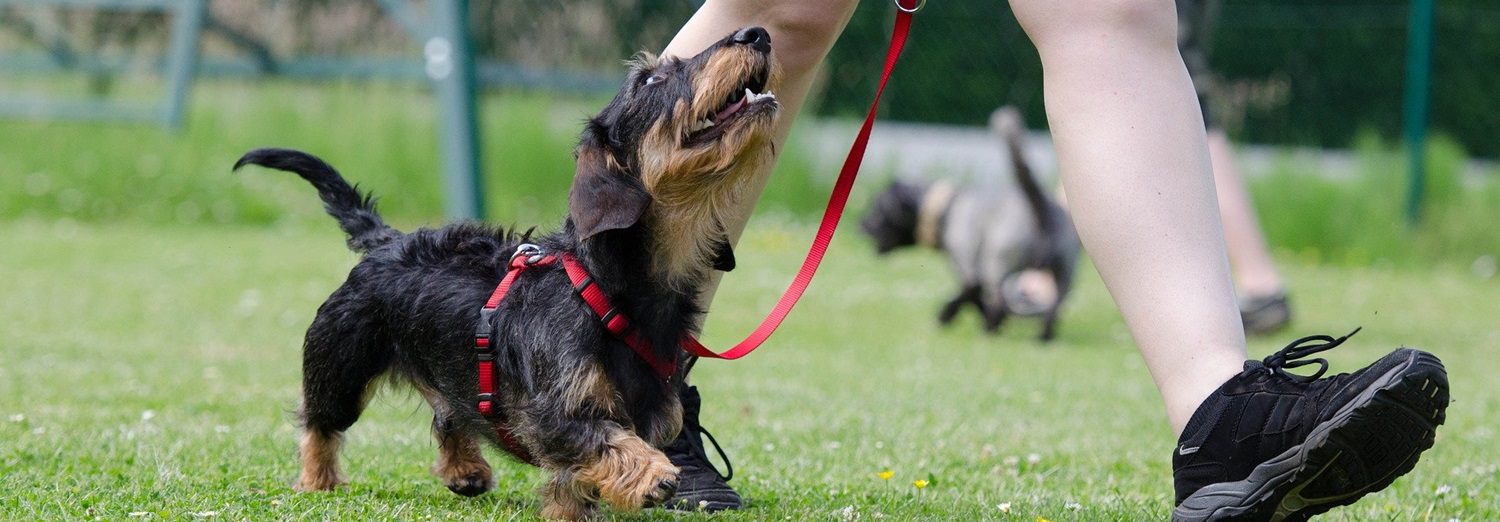 Hundeschule mit Unterkunft – Hundeerziehung von Anfang an