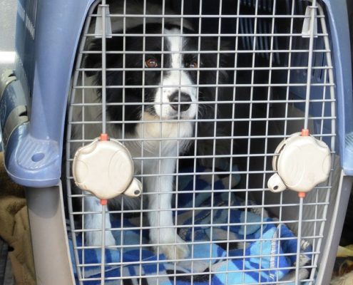 4Pfoten-Urlaub Hund transportieren