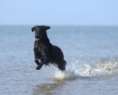 4pfoten-Urlaub Hund am Strand