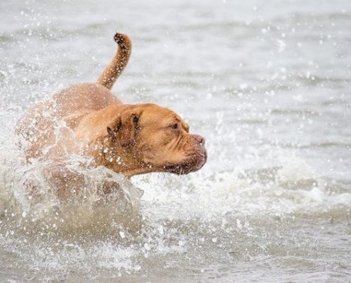 4Pfoten-Urlaub Strandurlaub mit Hund