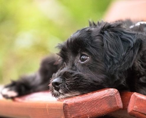 4Pfoten-Urlaub kleiner Hund