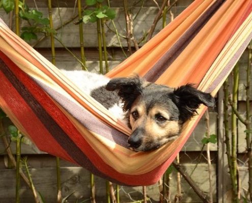 4Pfoten-Urlaub Sommerurlaub mit Hund