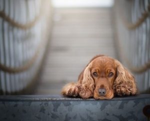 4Pfoten-Urlaub Entspannter Urlaub mit Hund an Nord- und Ostsee