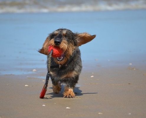 4Pfoten-Urlaub Strandurlaub mit Hund