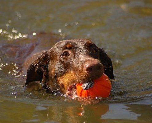 4Pfoten-Urlaub Nordsee Urlaub mit Hund