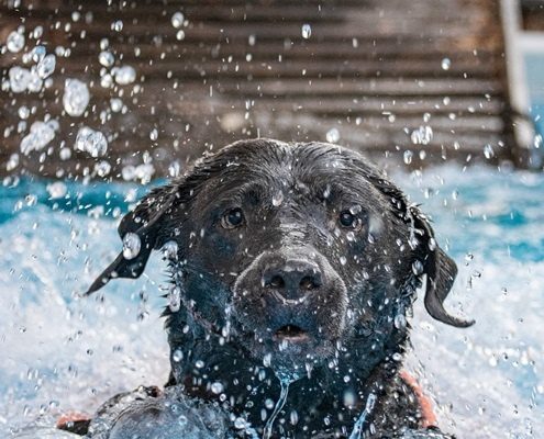 4Pfoten-Urlaub Spaß mit Hund