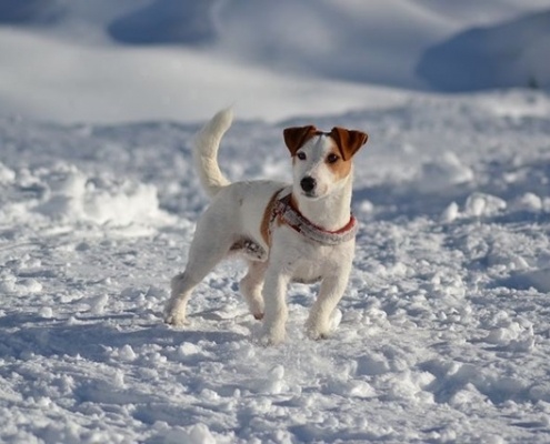 4Pfoten-Urlaub Winterurlaub mit Hund