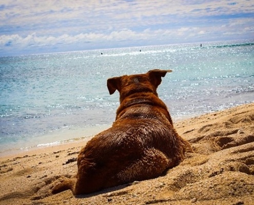 4Pfoten-Urlaub Urlaub mit Hund