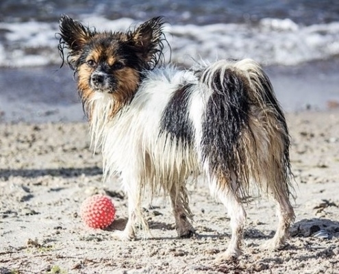 4pfoten-Urlaub Nordsee mit Hund