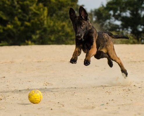 4Pfoten-Urlaub Strandurlaub mit Hund