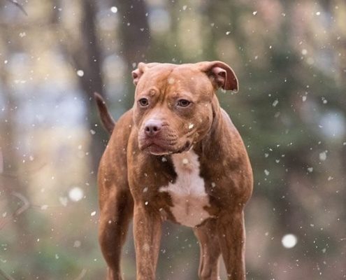 4Pfoten-Urlaub Ferien mit Hund in Holland genießen