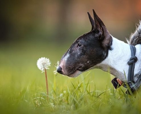 4Pfoten-Urlaub Hundehaftpflichtversicherung