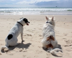 4Pfoten-Urlaub Paradiesischer Strandurlaub für Hunde