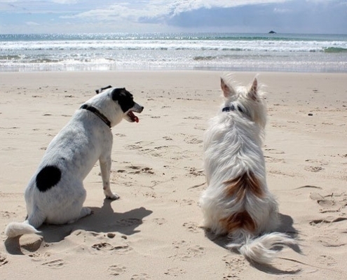4Pfoten-Urlaub Strandurlaub mit Hund