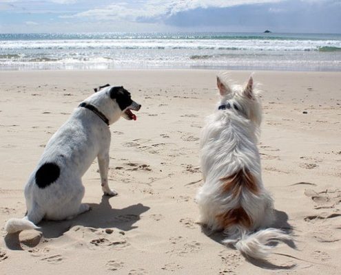 4Pfoten-Urlaub Strandferien mit Hund