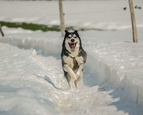 4Pfoten-Urlaub Winterurlaub mit Hund