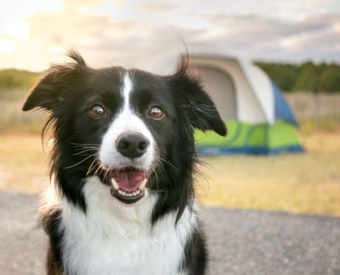 Campingurlaub mit Hund