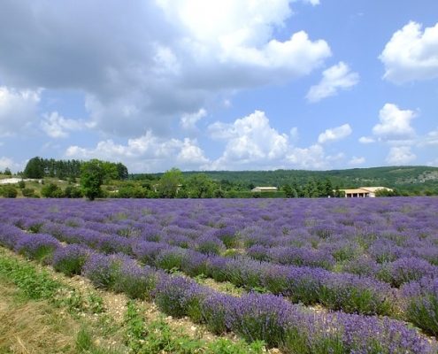 4Pfoten-Urlaub – Urlaub mit Hund in der Provence in Frankreich