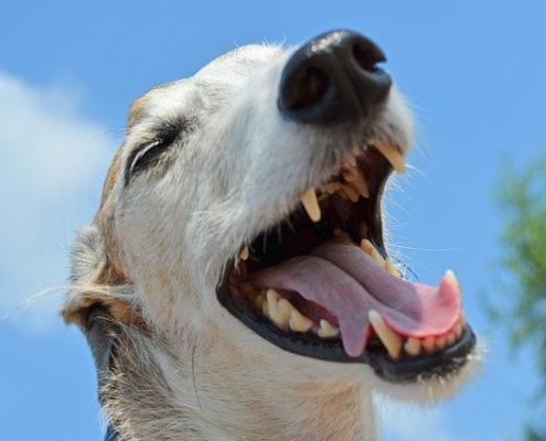 4Pfoten-Urlaub Zahnpflege beim Hund