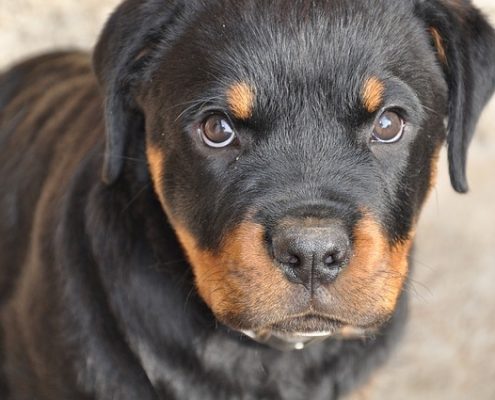 4Pfoten-Urlaub Hundefutter