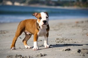 4Pfoten-Urlaub – Urlaub mit Hund am Meer