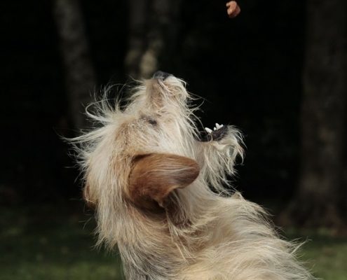 4pfoten-Urlaub Hundekekse