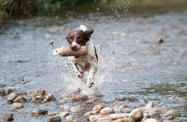 4Pfoten Urlaub hund44