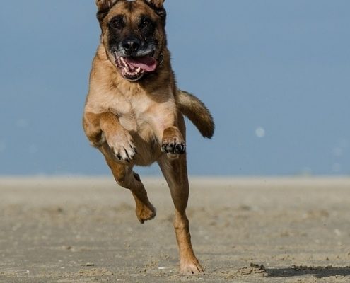 4Pfoten-Urlaub Spanien mit Hund erkunden