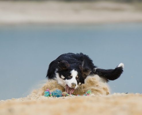 4Pfoten-Urlaub Hund auslasten