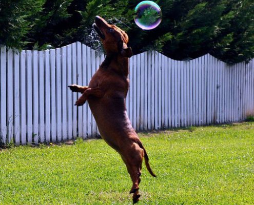 4Pfoten-Urlaub Hundefoto