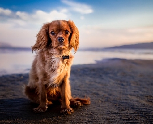 4Pfoten-Urlaub – Dänemarkurlaub mit Hund