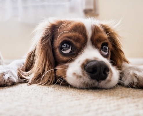 4Pfoten-Urlaub Hundhalterhaftpflichtversicherung