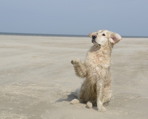4Pfoten-Urlaub Hund am Meer