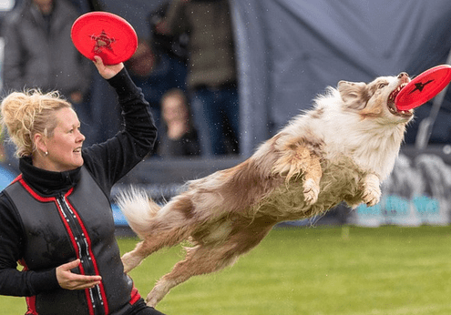 4Pfoten-Urlaub Beschäftigung mit dem Hund