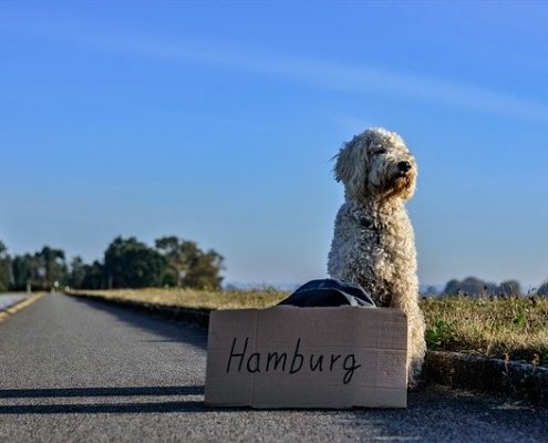 4Pfoten-Urlaub Hund als Tramper