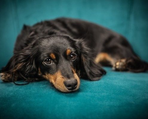 4Pfoten-Urlaub – Hotelferien mit Hund