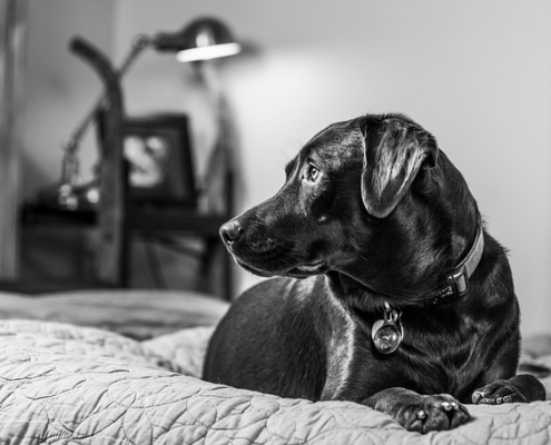 4Pfoten-Urlaub – Hotelurlaub mit Hund